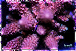 PNG0132