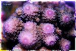 PNG0138