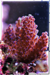 PNG0161