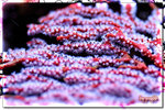 PNG0164