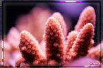 PNG0017