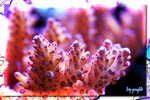 PNG0163