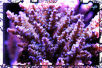 PNG0170