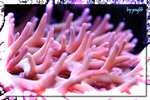 PNG0171