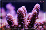PNG0084