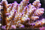 PNG0085