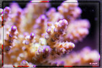 PNG0087