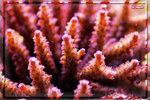 PNG0089