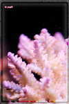 PNG0090