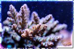 PNG0221