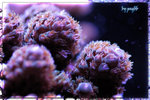 PNG0260