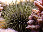 PNG0005