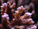 PNG0032