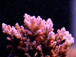 PNG0046