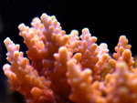 PNG0049