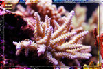 PNG0054
