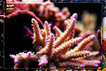 PNG0090