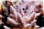 PNG0106