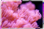 PNG0126
