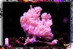 PNG0127