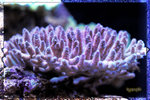 PNG0138