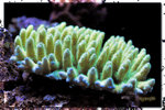 PNG0139