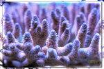 PNG0141
