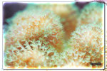 PNG0155