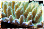 PNG0158