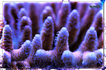 PNG0175