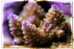 PNG0183