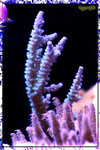 PNG0025