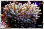 PNG0283