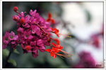 120409_DSF1008