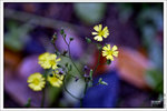 120409_DSF1013
