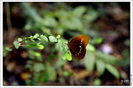 120409_DSF1019
