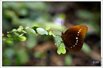 120409_DSF1020