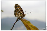 120409_DSF1027