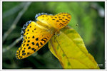 120409_DSF1029