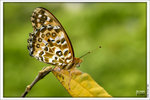 120409_DSF1030