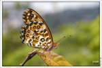 120409_DSF1032