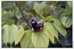 120409_DSF1035