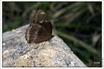 120409_DSF1040