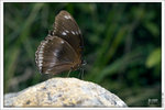 120409_DSF1042