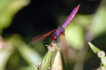 D200-035