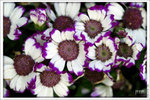 120316_DSF0750