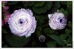 120316_DSF0753