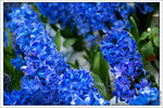 120316_DSF0759