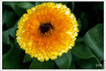 120316_DSF0773