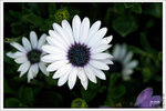120316_DSF0777